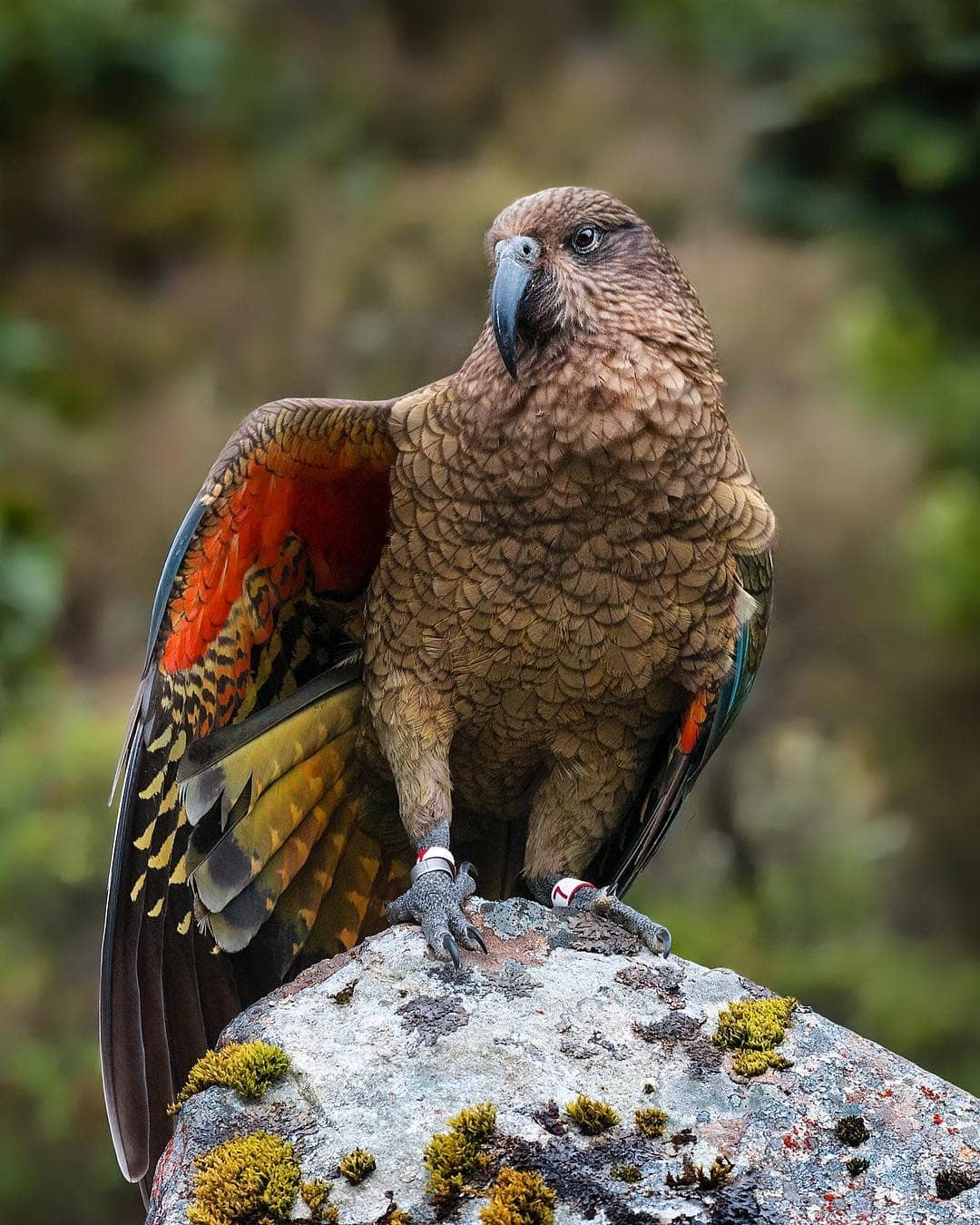 Wild kea exist only in the South Island of New Zealand in and around the alpine areas. They nest in the beech forests at sea level on the West Coast of the South Island, in the mountain forests along the Southern Alps (as far north as Kahurangi National Park and as far south as Fiordland) and are also in the mountains as far east as Kaikoura.