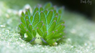 6 unknown facts about the photosynthesis performing Leaf Sheep: the solar-powered sea slug