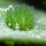 6 unknown facts about the photosynthesis performing Leaf Sheep: the solar-powered sea slug