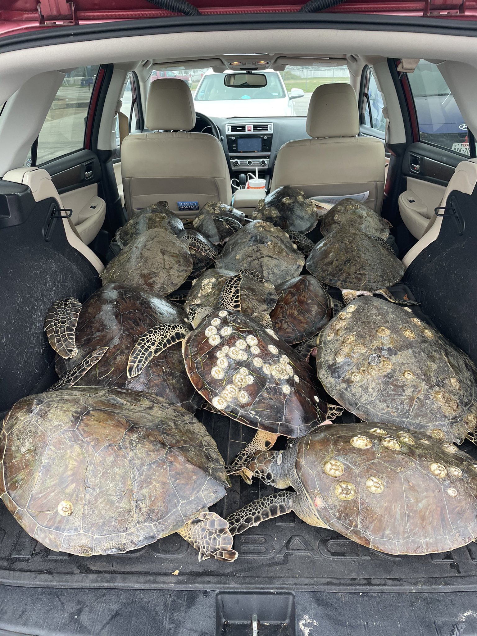 “My mom is retired, & she spends her winters volunteering at a sea turtle rescue center in south Texas. The cold snap is stunning the local turtles & they’re doing a lot of rescues. She sent me this photo today of the back of her Subaru. It’s *literally* turtles all the way down.”
