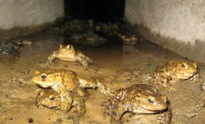 UK has actual toad tunnels In Powys, Mid Wales, UK, authorities have actually designed and built a series of 