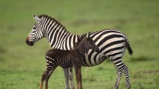 Rare polka-dotted zebra foal “spotted” in Kenya