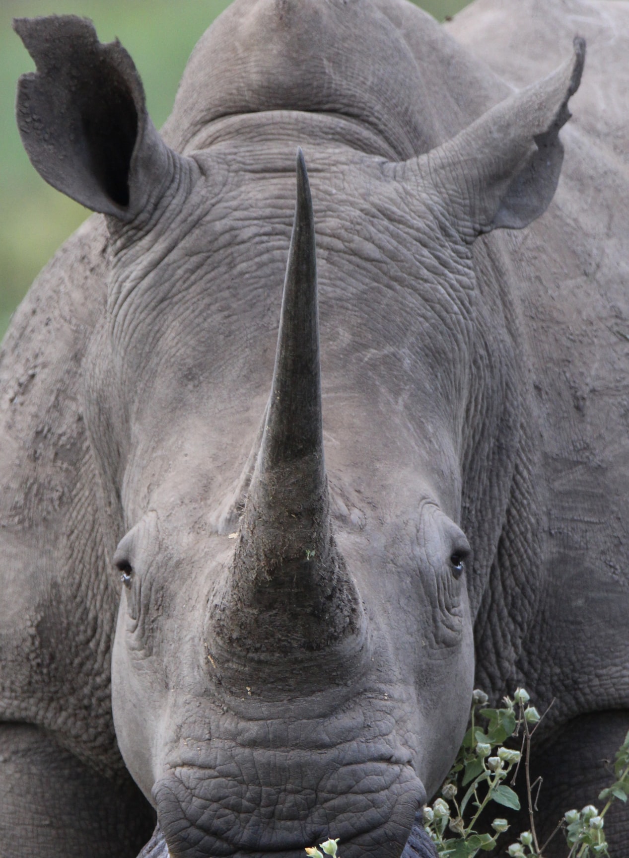 Rhino poaching in South Africa has dropped significantly, seeing the 5th consecutive year of reductions following major crackdowns on organised crime syndicates.