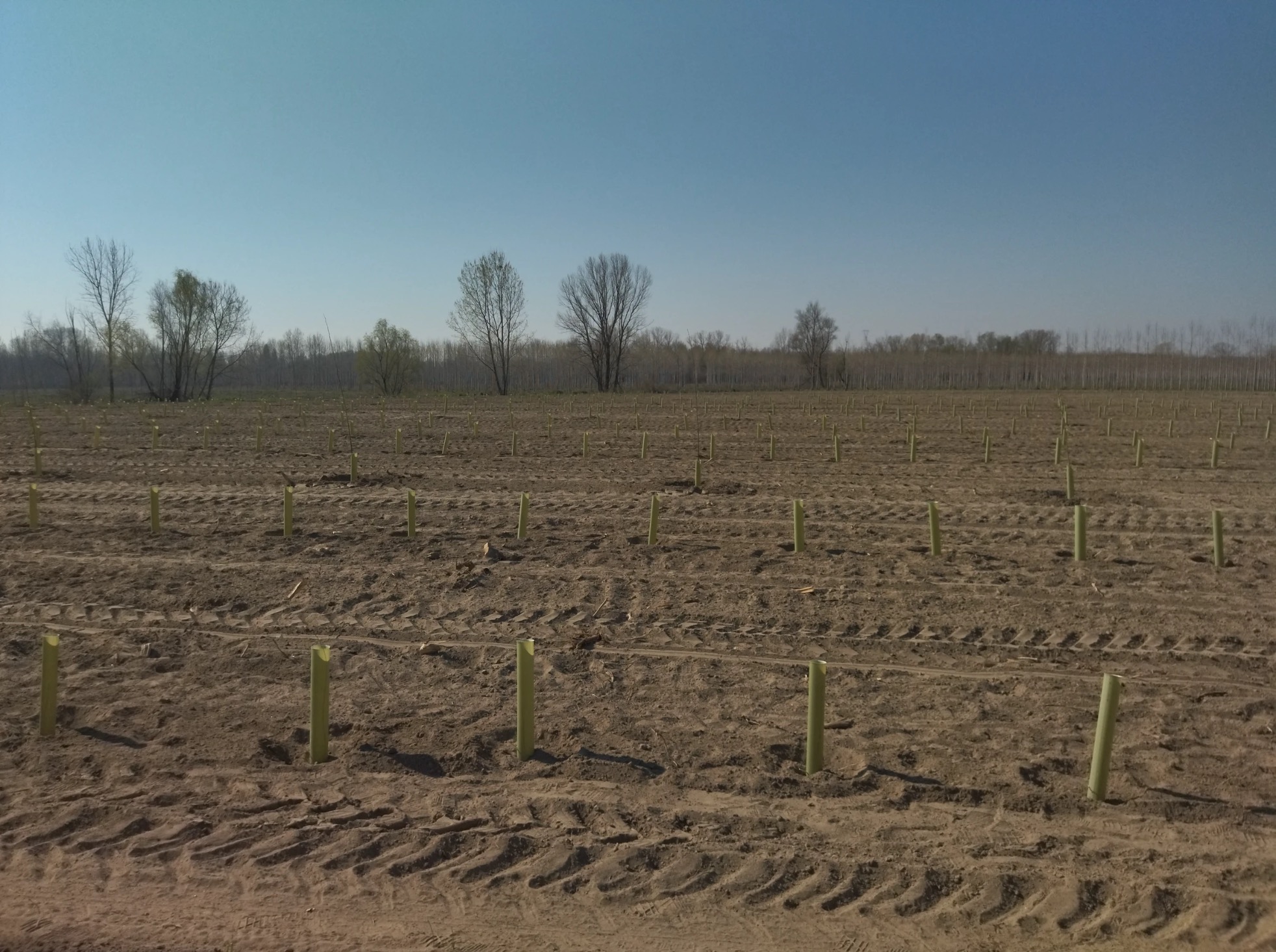The first professional planting in Italy has been completed. More than 9000 trees planted in 7 hectares. The AlberItalia team designed a multifunctional polycyclic planting that aims to create a more orderly future riverside Woodland. Among the species planted we highlight Sessile oak (Quercus robur), White poplar (Populus alba), Alder (Alnus glutinosa) or European black elderberry (Sambucus nigra). The planting area is within the Natura 2000 network, and this reforestation will undoubtedly bring great ecological value to the area, reducing erosion on the riversides and supporting the local fauna. More details ?