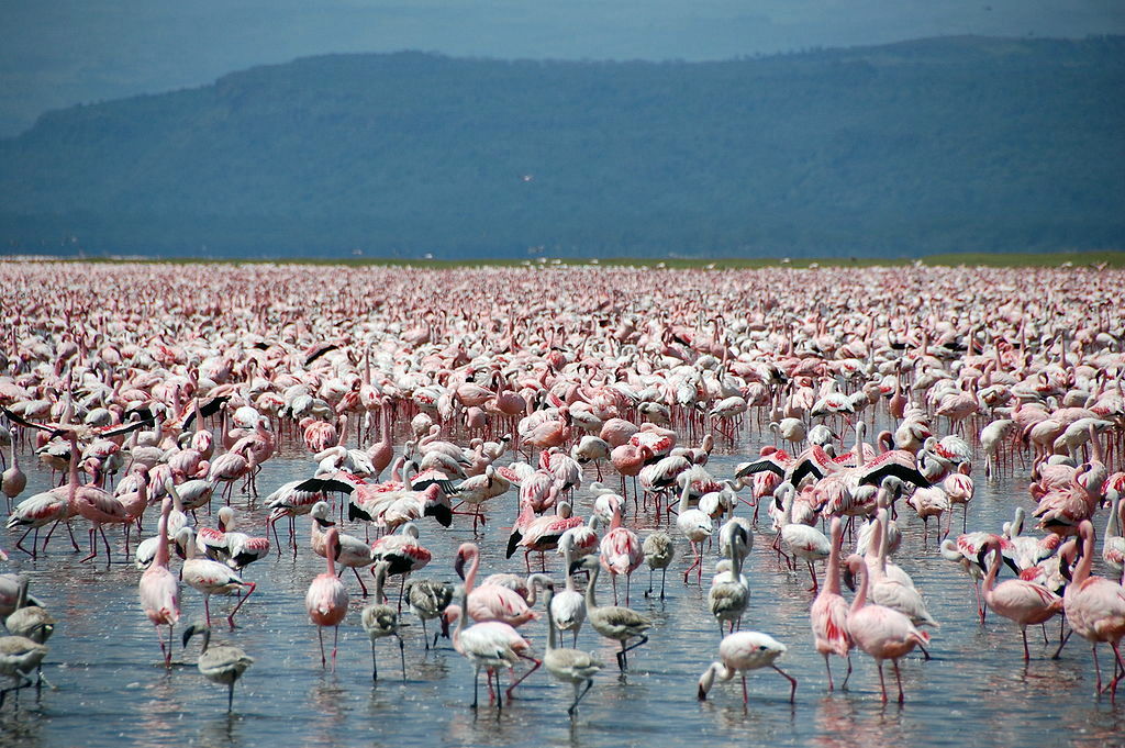 During the spring, Flamingos descend in their thousands on Lake Nakuru in Central Kenya, in search of the green algae that fills their stomachs and, paradoxically, gives them their famous coral pink colour — a literal ‘standing’ army of pink as far as the eye can see.