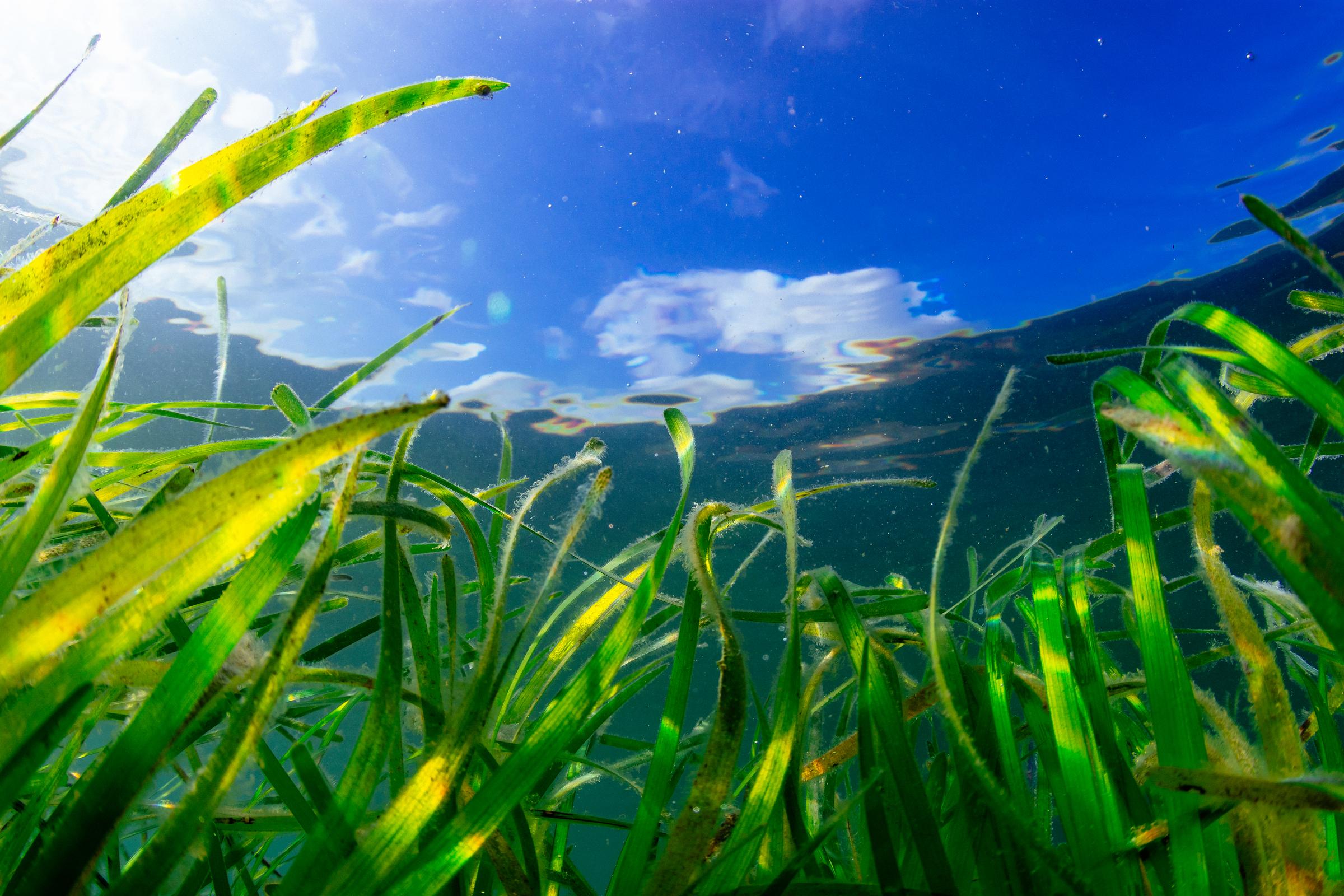Seagrass is a flowering marine plant that captures carbon from the atmosphere up to 35 times faster than tropical rainforests, making it a key weapon in the battle against climate change. It often grows in large underwater meadows, which absorb carbon dioxide and release oxygen.