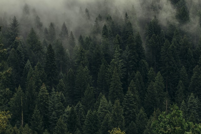 Evapotranspiration is the combination of evaporation and transpiration, both of which release moisture into the air. Through this process, a large oak tree is capable of transpiring 40,000 gallons (181,844 litres) of water into the atmosphere during one year.