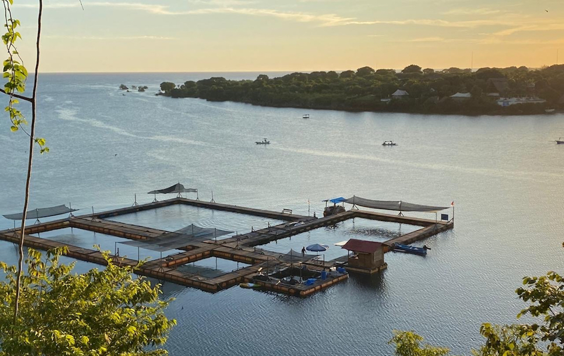 This is a true sanctuary, and the team is committed to making the dolphins’ lives as natural and independent as possible. In March 2020, Dolphin Project, in anticipation of the arrival of additional confiscated dolphins (due to the COVID-19 pandemic) tripled the size of the sanctuary.