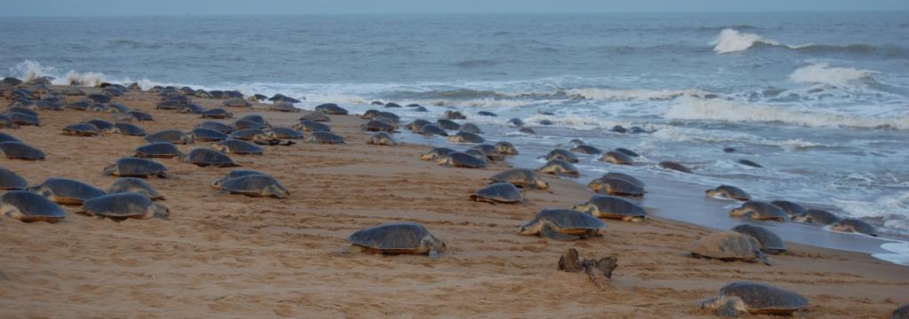 Las tortugas oliváceas, que están en peligro, han acabado su ‘arribada’ o anidación de 8 días en las islas Nasi-1 y Nasi- 2 del santuario marino Gahiramatha en Odisha. El santuario es conocido como la colonia más grande de tortugas marinas en el mundo y está localizado en el parque nacional Bhitarkanika en el distrito de Kendrapara.