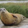 Over 100 seal pups born in London’s River Thames 60 years after river declared &#8216;biologically dead&#8217;