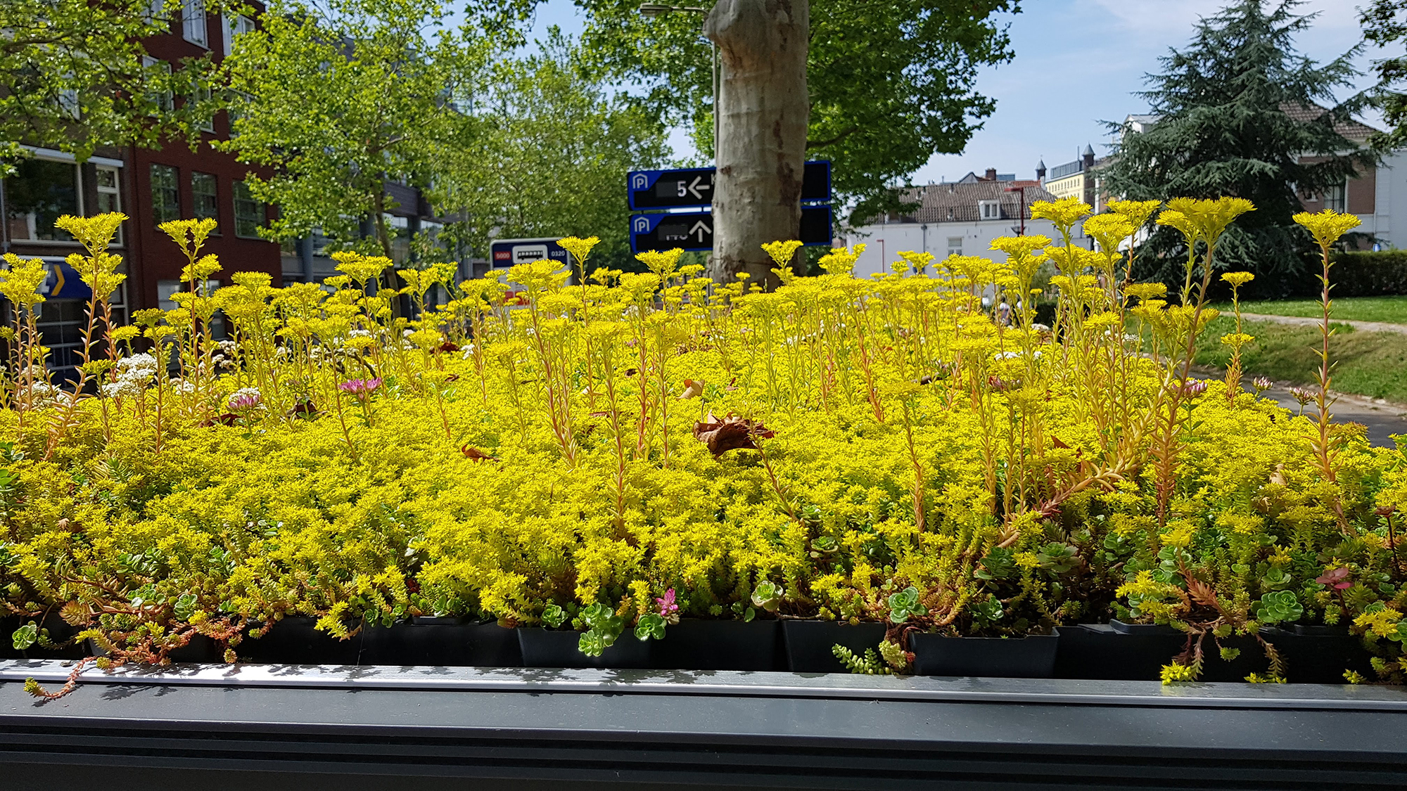 The roofs mainly have sedum plants. They are maintained by municipal workers who drive around in electric vehicles.