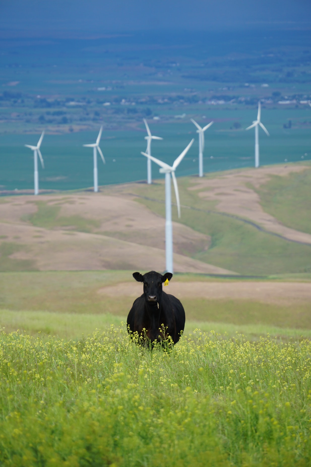 In 2018, 68.1% of Scotland’s electricity came from renewables and 74% of that is from wind. Wind power in Scotland, thanks to its fairly awful weather, is cheap to produce and extremely reliable.