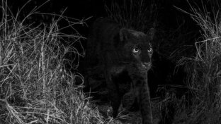 Black Leopard: one man’s quest to photograph the most elusive cat in Africa
