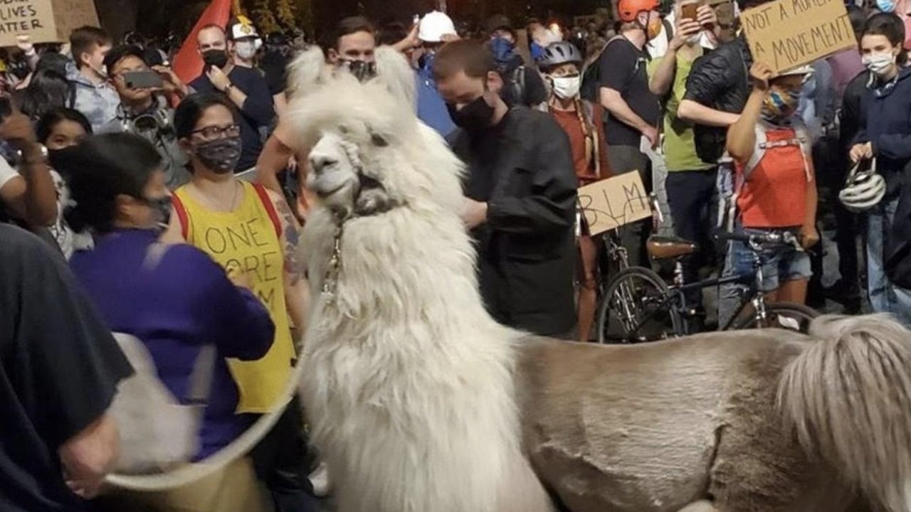 &#8216;No Drama Llama’ keeps protesters and police cool in Portland