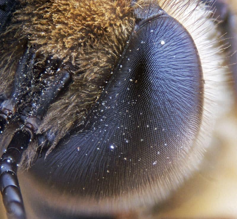 The hexagonal lenses of a bee are so strong that they can see ultraviolet rays that humans can’t even perceive.