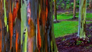 Marvel at the incredible technicolour beauty of the Rainbow Eucalyptus