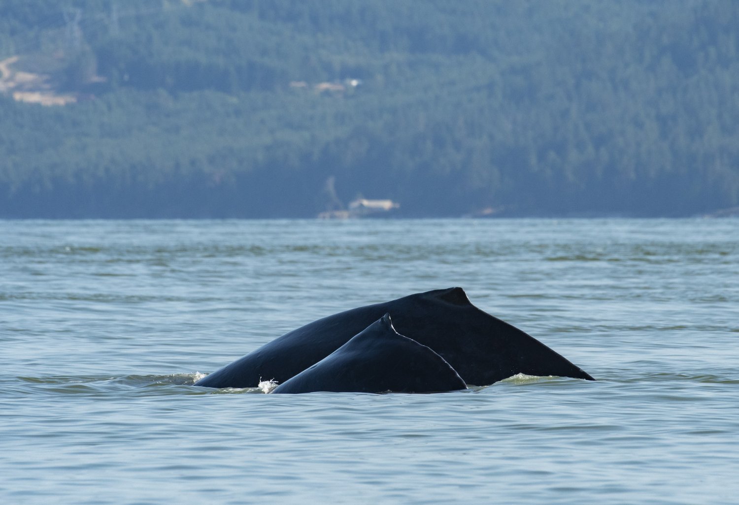 Photo: Ashley Keegan, Wild Whales Vancouver, PWWA.