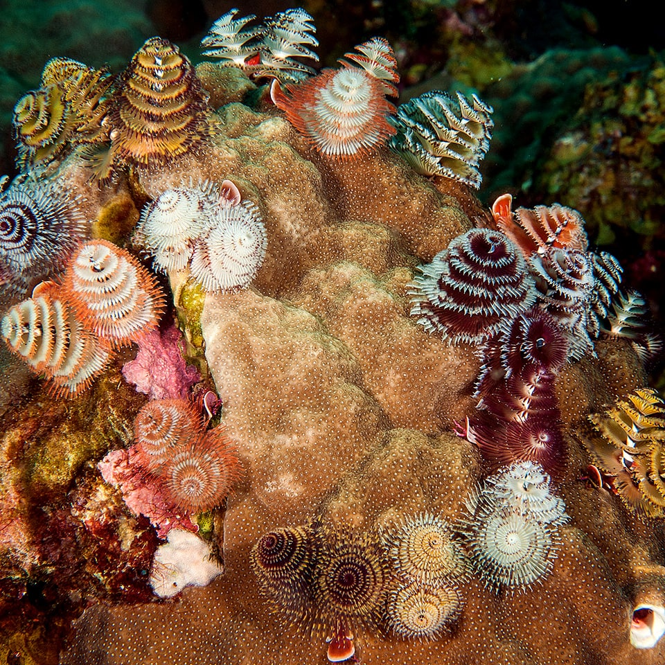 10 unusually beautiful sea creatures - BrightVibes