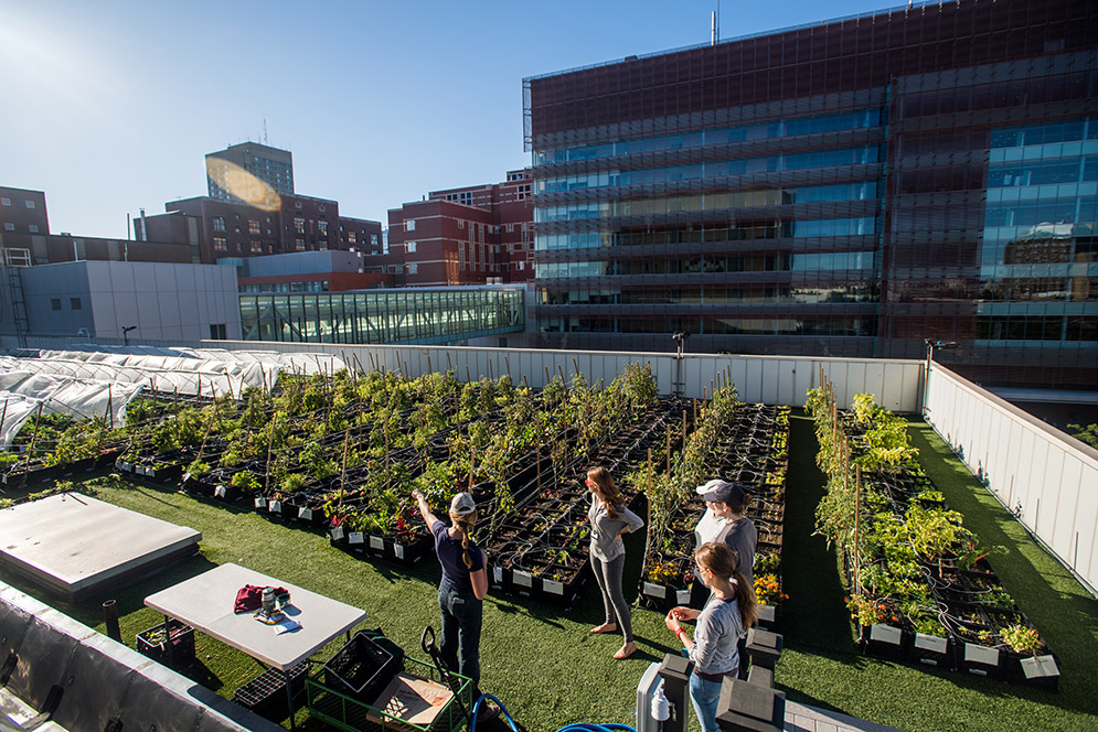 Nevertheless, Boston medical Center’s rooftop farm manager Lindsay Allen and her team were able to grow over 5000lbs/2268kg of produce in 2017, and a similar amount again last year. The garden even boast two beehives to pollinate the crops.