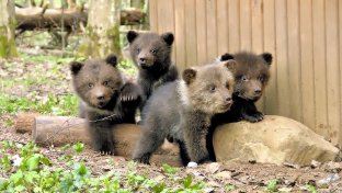 Russian family has saved hundreds of orphaned bear cubs