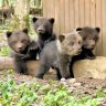 Russian family has saved hundreds of orphaned bear cubs