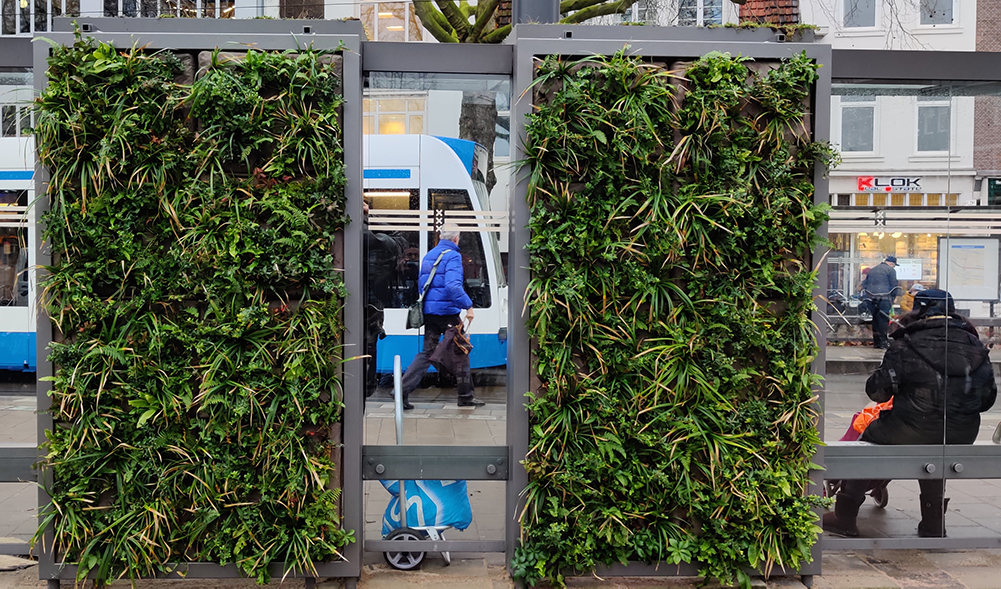 As of Tuesday 7th January, Amsterdam is testing green tramway stops. This week the first stop shelters – on Weteringcircuit and Marnixplein – were covered with greenery on the roof and walls, explained the municipality.