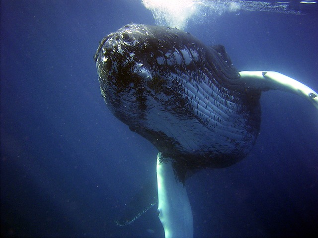 One of the larger rorqual species, adults range in length from 12–16 m (39–52 ft) and weigh around 25–30 metric tons (28–33 short tons). The humpback has a distinctive body shape, with long pectoral fins and a knobbly head. It is known for breaching and other distinctive surface behaviors, making it popular with whale watchers.