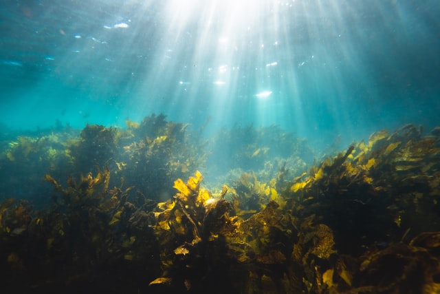 If farmers supplement their livestock feed with kelp, rather than a diet of solely grass and grain, methane emissions from cattle and sheep are virtually eliminated. This is because the metabolites found in seaweed disrupt the methane-producing enzymes found in the stomach.