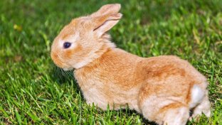 Mexico Becomes First Country In North America To Ban Cosmetics Testing On Animals