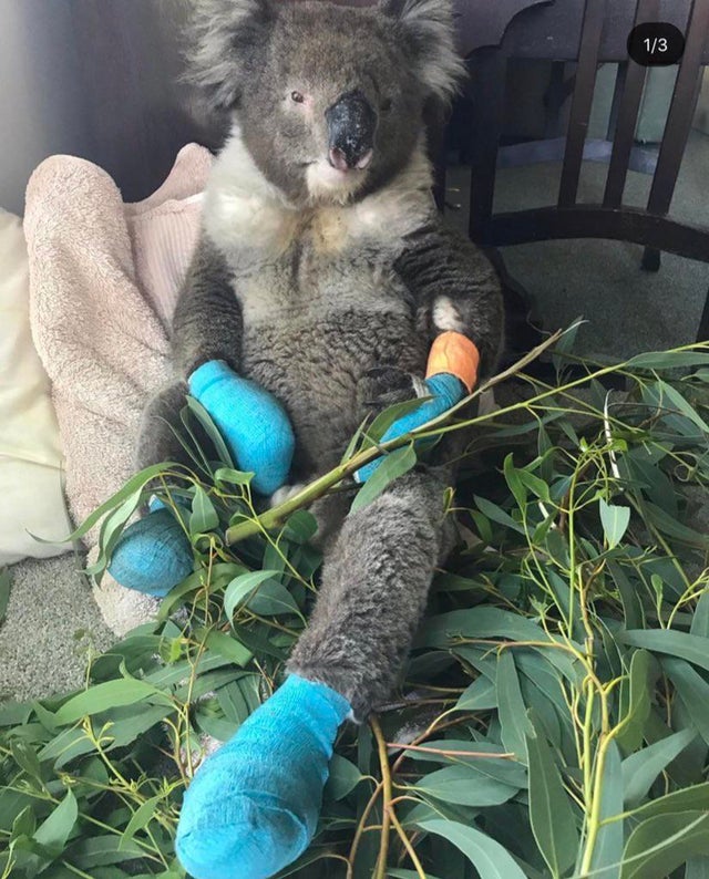 Animals are utterly defenceless against the bushfires. To be directed to Adelaide & Hills Koala Rescue GoFundMe campaign, please Click Link?