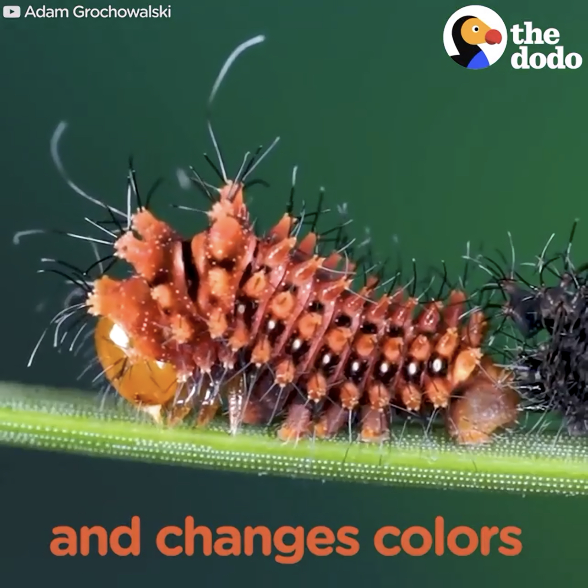 One day, the caterpillar stops eating, hangs upside down from a twig or leaf and spins itself a silky cocoon or molts into a shiny chrysalis. Within its protective casing, the caterpillar radically transforms its body, eventually emerging as a butterfly or moth.