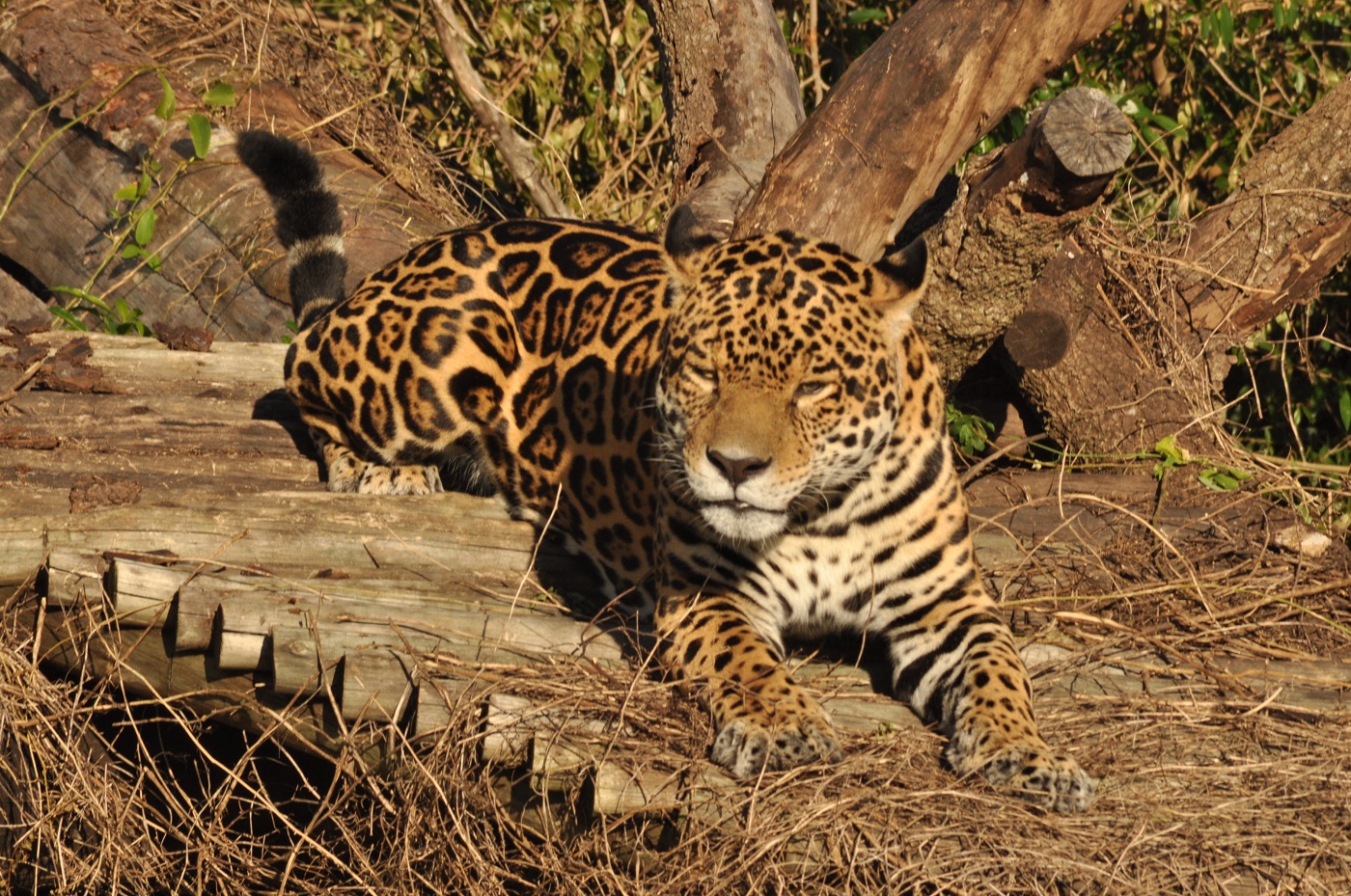 The Guarani people of northeastern Argentina value the jaguar as a symbol of strength and an essential element of the region’s identity.