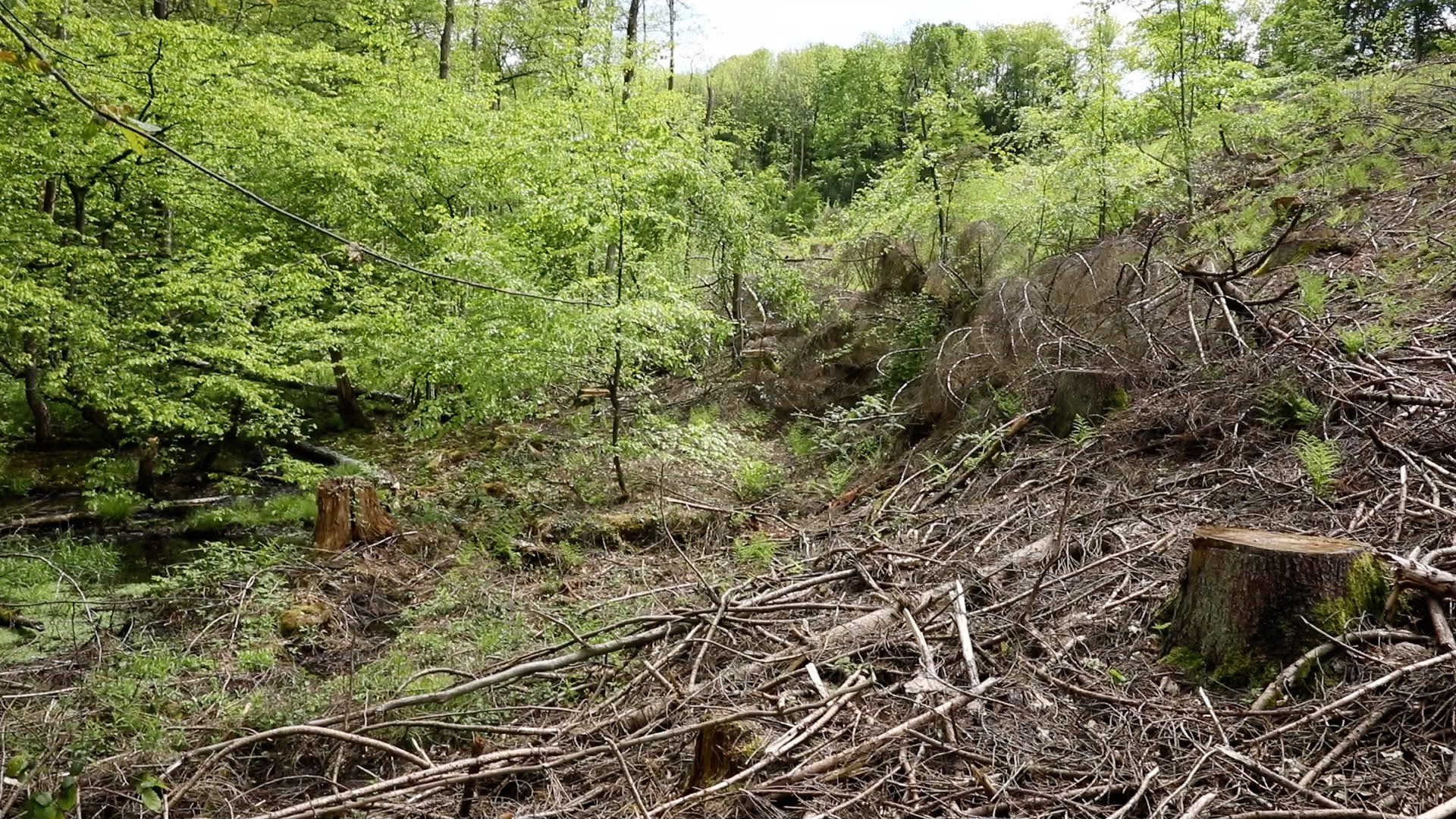 And the goal with this climate forest is, of course, to create biodiversity beyond the borders of Germany.