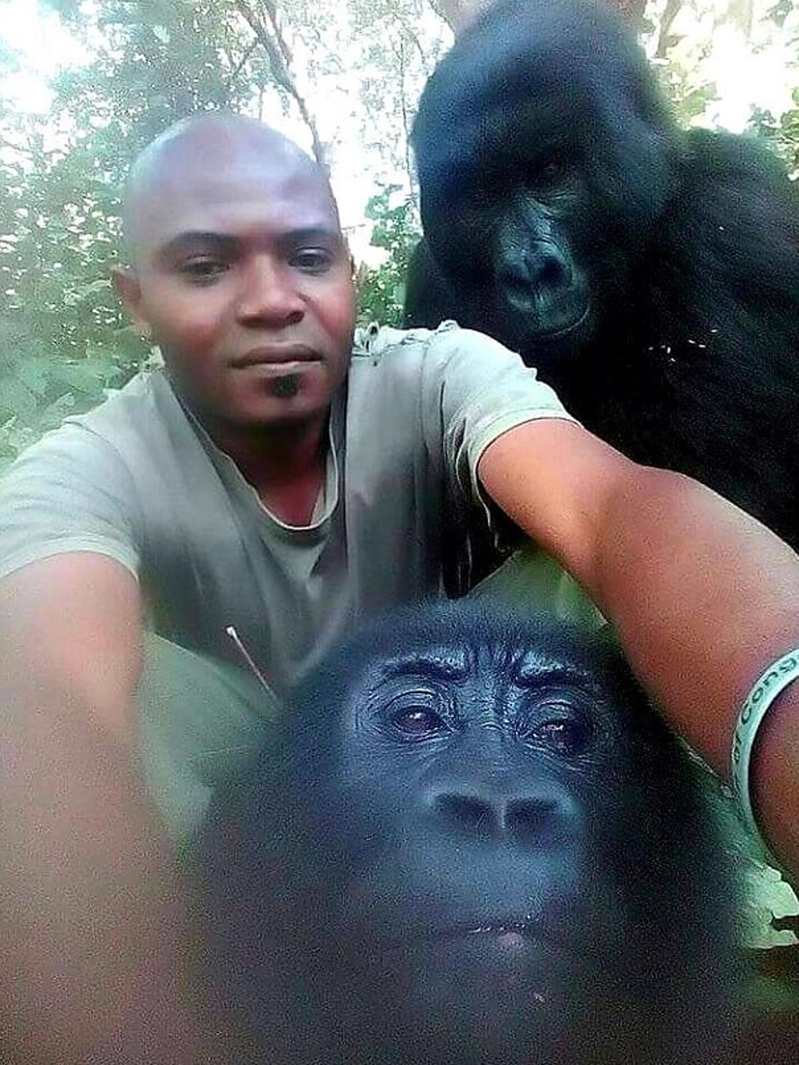 Het park wil benadrukken dat deze gorilla's leven in een omsloten toevluchtsoord voor wezen, waar ze al sinds hun kindertijd leven. De verzorgers van Senkwekwe zorgen ervoor dat de gezondheid van de gorilla's niet in het gedrang komt: De omstandigheden waarin deze foto's zijn genomen, zijn uitzonderlijk. Het is nooit toegestaan om een gorilla in het wild te benaderen.