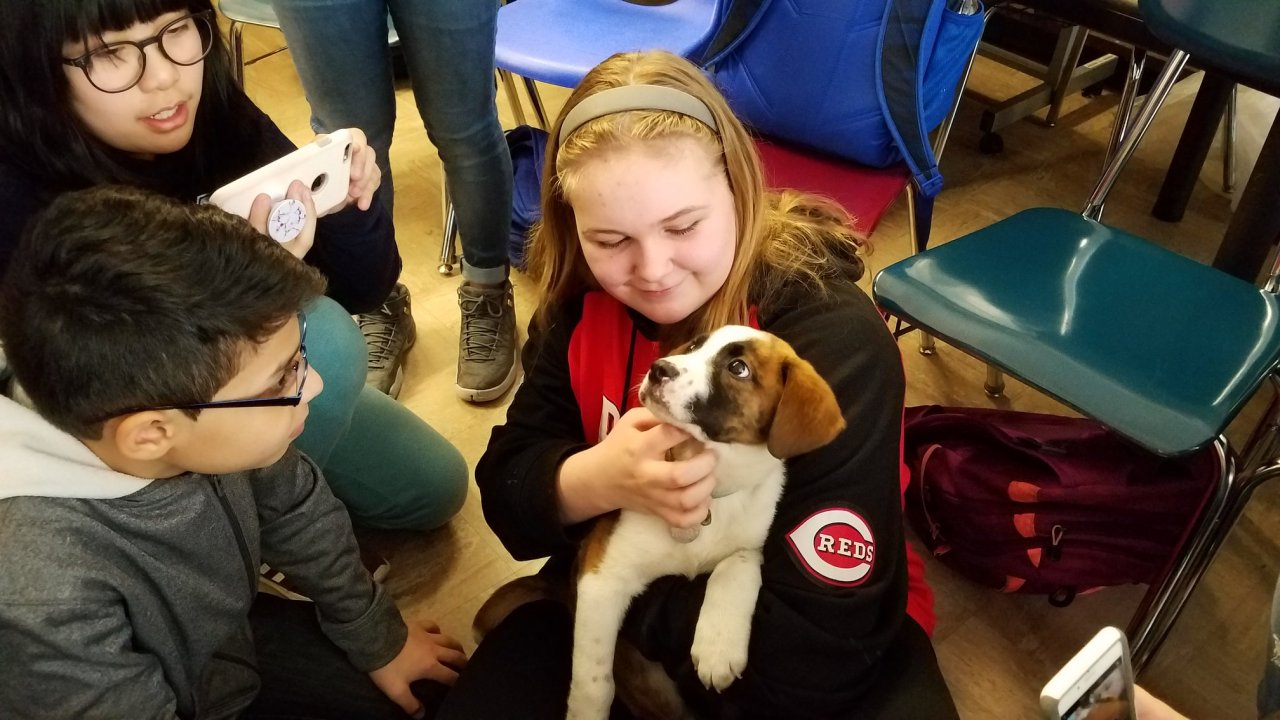 Rescue dogs have been having a surprising impact on students in public schools across America