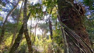 Banco de Bosques consiguió salvar otro bosque nativo y ya dio a conocer su próximo desafío