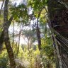 Banco de Bosques consiguió salvar otro bosque nativo y ya dio a conocer su próximo desafío