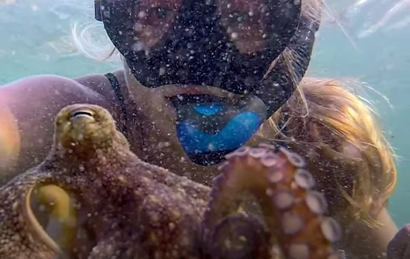 On one of her dives, she met Pygmy Octopus she went on to name “Egbert”.