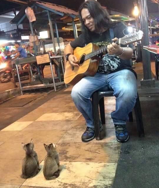 While the human population seemed to be ignoring this busker in Malaysia, these tiny stray kittens seemed to have an ear for music. Within moments, all four had sat down to listen to the street perfomer’s act.