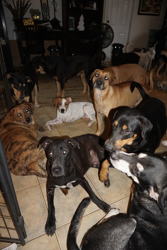 “It has been insane since last night, pooping and peeing non-stop, but at least they are respecting my bed and nobody has dared to jump in,” wrote Phillips. Though the island was subjected to flooding and Phillips has been working around the clock to keep the house dry, she says the dogs are safe.
