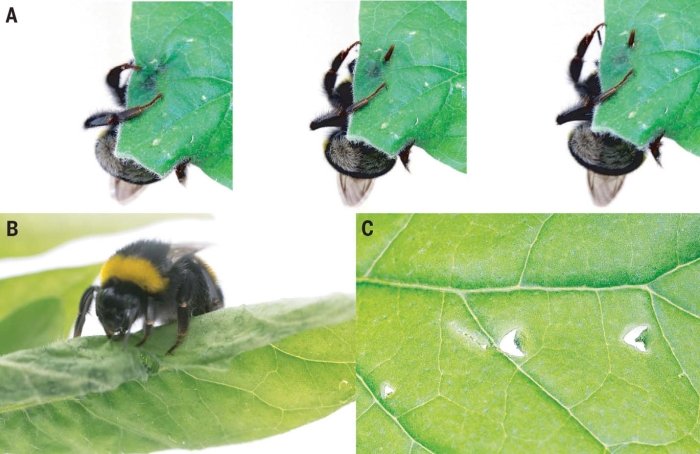 The tomato plants were even more striking - they flowered up to 30 days earlier.The team also found that bumblebees deprived of pollen conducted significantly more damage to non-flowering plants than the bees with sufficient food, suggesting that hunger drives the rate at which bumblebees damage plants.
