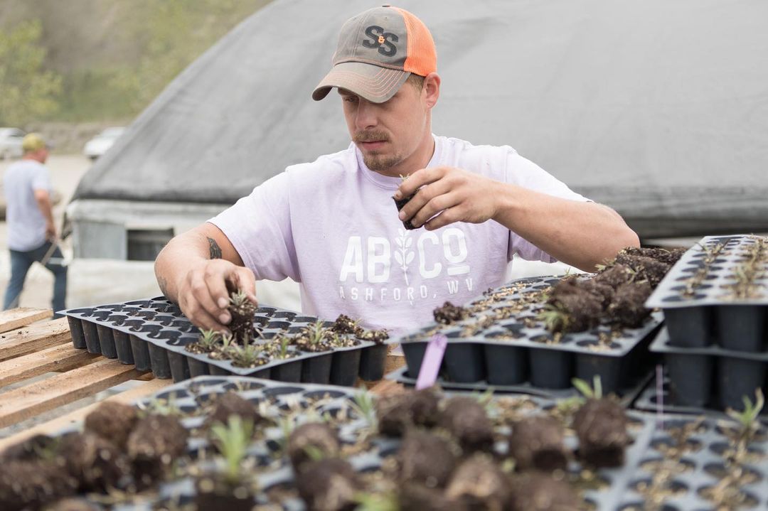 Growing lavender has the potential to rapidly accelerate reclamation bond release. Growing lavender also means revenue in the form of annual rent and royalties for coal mine land owners. It’s a win-win-win situation.