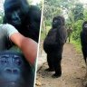 Gorillas Pose With Anti Poaching Rangers in the World’s Coolest Selfies