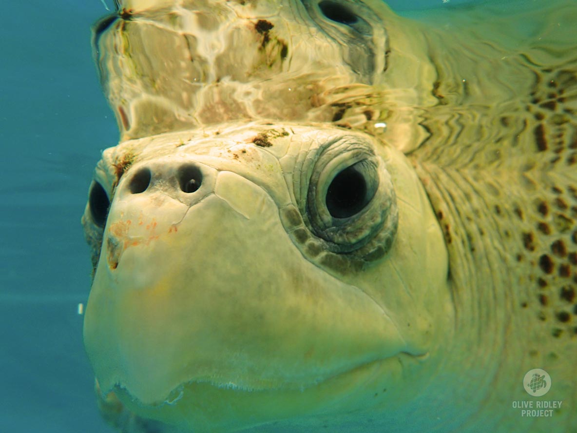 They can dive to depths of over 150 metres to find food. In the open ocean, they eat just about anything they can find. The Olive ridley turtles are globally distributed in the tropical regions of the South Atlantic, Pacific, and Indian Oceans.