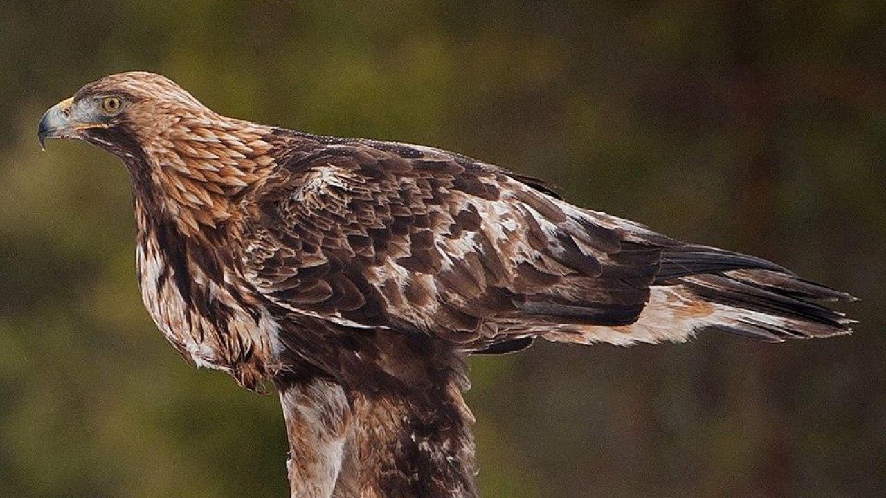 Golden Eagle numbers soar in South of Scotland thanks to successful population scheme
