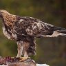 Golden Eagle numbers soar in South of Scotland thanks to successful population scheme