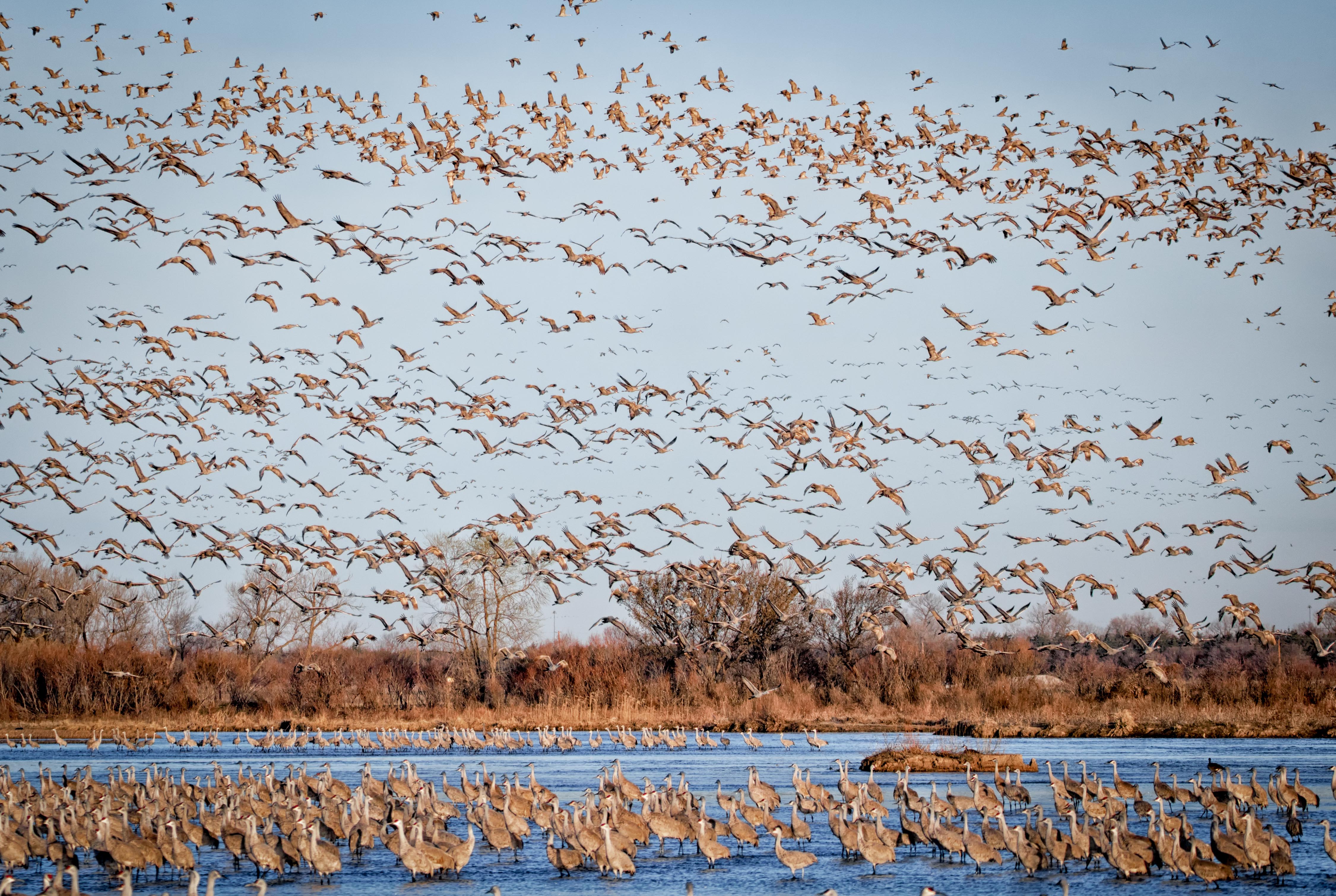Every spring, 400,000 to 600,000 sandhill cranes (that’s 80% of all the cranes on the planet) congregate along the Platte River in Nebraska to feast on waste grain in the empty cornfields before heading north to their Arctic and sub-Arctic nesting grounds.