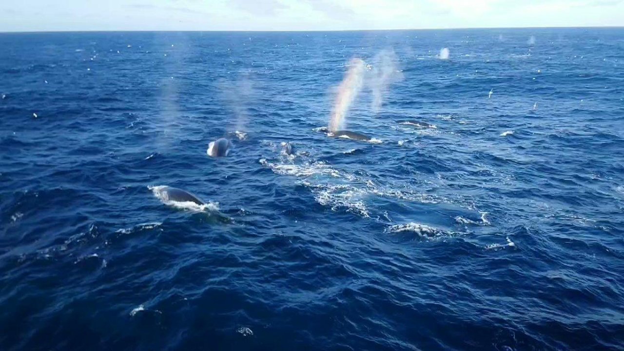 Return of as many 1,000 Fin Whales Brings Hope for Recovery from Extinction