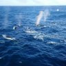 Return of as many 1,000 Fin Whales Brings Hope for Recovery from Extinction