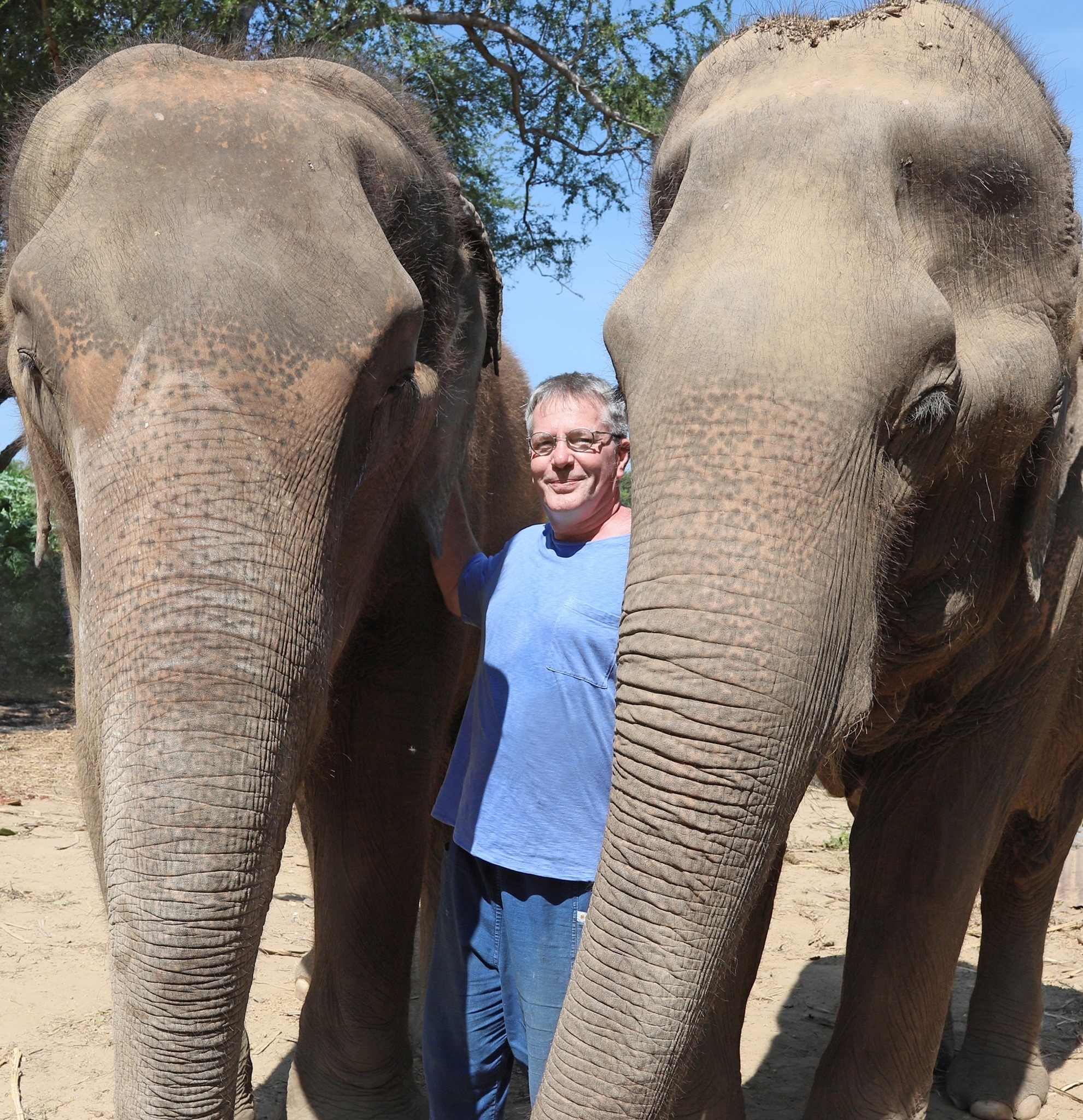 En el santuario los elefantes tienen la libertad de alejarse de Barton, pero sin excepción eligen quedarse y escuchar.
